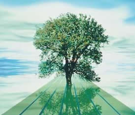 medio ambiente